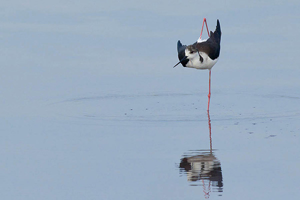 Echasse blanche nous offre un balai de danse sur l'eau